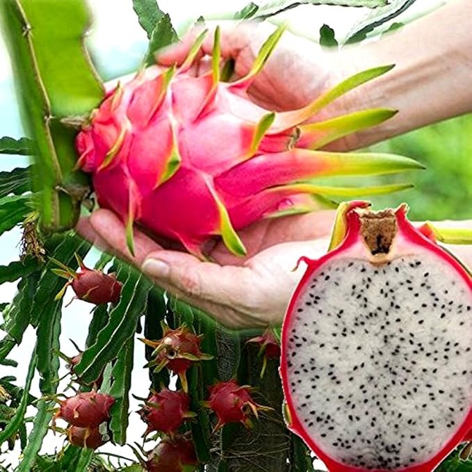 Dragon Fruit White (સફેદ ડ્રેગન ફ્રૂટ)